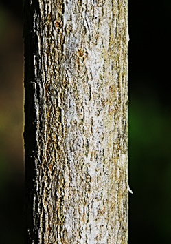 Fleurs hermaphrodites à cinq sépales longs de 3 mm, cinq pétales blancs lancéolés-linéaires, étroits, longs de 15 – 20 mm. Ovaire à cinq styles libres.
© Jean-Luc TÉMOIN