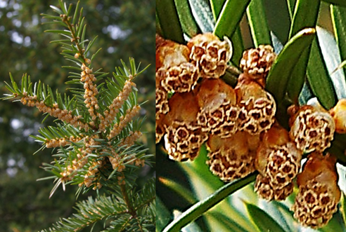 Plante dioïque. Fleurs mâles axillaires, sur la face inférieure des rameaux de l’année précédente (à gauche), jaunes, réduites à des bouquets globuleux (Ø: 2 – 4 mm) d’écailles portant 4 – 8 sacs polliniques (à droite).