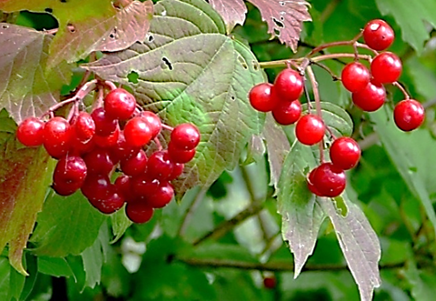 Inflorescences : corymbes terminaux en forme d’ombelles, pédonculés, 4 – 10 cm de diamètre, à fleurs peu serrées et inodores.