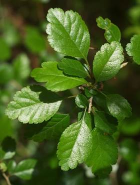 Feuilles entières, alternes, vert foncé, brillantes et glabres dessus.