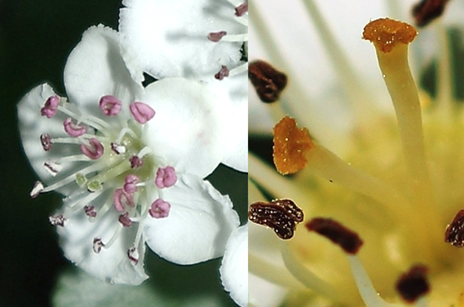 Inflorescences : corymbes, portés par des rameaux courts.