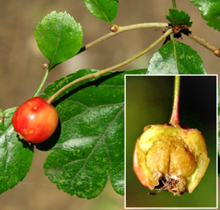 Fleurs hermaphrodites régulières, à cinq pétales concaves presque orbiculaires, blancs ou rosés, longs de 5 – 8 mm. En général plus de vingt étamines à anthères rose foncé (à gauche), devenant brunes après émission du pollen (à droite). Ovaire surmonté de deux styles et stigmates en forme de coupelles (à droite).