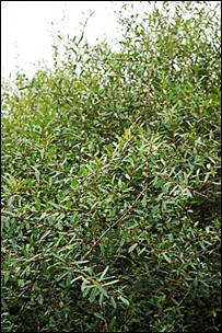 Arbuste (microphanérophyte) à feuilles caduques, haut de 2,5 – 8 m. Port étalé, s’arrondissant avec le temps.