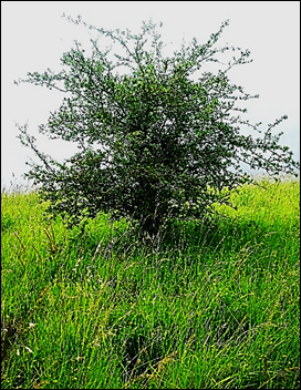 Arbuste (mésophanérophyte ou microphanérophyte) épineux, à feuilles caduques, haut de 2 – 4 (10) m.