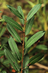 Feuilles entières, alternes, longues de 5 – 10 cm.
