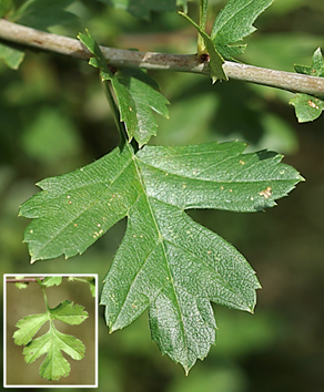 Feuilles alternes, un peu coriaces.