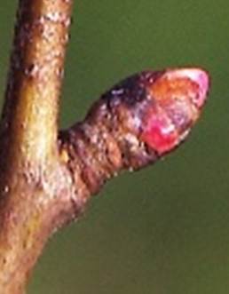 Limbe très variable sur une même plante, à 3 – 7 lobes dentés, séparés par des sinus profonds. Vert assez clair dessus, plus glauque dessous (encadré). Pétiole atteignant 3 cm de long.