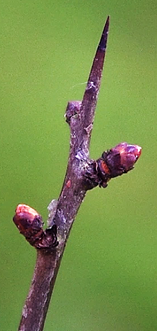 Bourgeons petits (L: 3 mm), ovoïdes, brun rougeâtre.