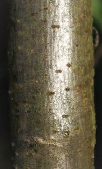 Rameaux lisses, terminés en épine, gris cendré.