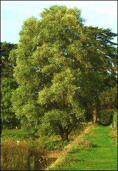 Arbre (mésophanérophyte) à feuilles caduques, atteignant 7 – 25 m de haut. Houppier ample.