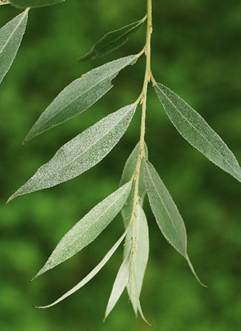 Feuilles entières, alternes, lancéolées, atténuées en pointe effilée, à plus grande largeur vers le milieu.