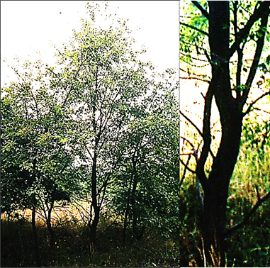 Arbuste (microphanérophyte) à feuilles caduques, haut de 1,5 – 5 (10) m. Tronc parfois tortueux (à droite).