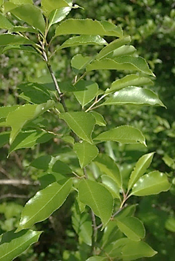 Feuilles entières, alternes, coriaces, vert foncé, très luisantes et lisses à la face supérieure.