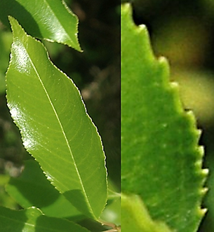 Limbe elliptique-lancéolé, effilé à l’extrémité, long de 12 cm, avec plus de quinze paires de nervures, bordé de fines dents dirigées vers l’avant (à droite).
