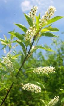 Inflorescences : grappes terminales dressées puis penchées, longues de 10 – 15 cm, à 10 – 40 fleurs.