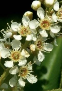 Fleurs hermaphrodites, blanches, régulières, odorantes, petites (Ø: environ 1 cm), à court pédicelle (L: 3 - 8 mm).