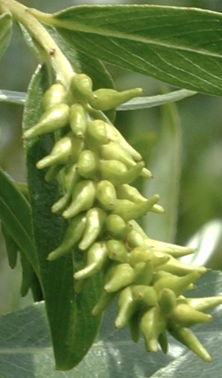 Bourgeons petits, brun orangé à brun foncé, appliqués contre le rameau, à une seule écaille finement velue.