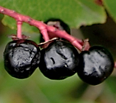 Fruits : drupes sphériques (Ø: 8 – 10 mm), noir luisant, à calice persistant à la base.