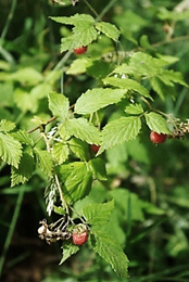 Arbrisseau (nanophanérophyte) à feuilles caduques, haut de 1 – 2 m.