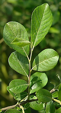 Arbrisseau ou arbuste (microphanérophyte) à feuilles caduques, atteignant 3 – 6 m de haut.