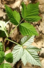 Feuilles alternes, composées-pennées, à 3 – 7 folioles fortement dentées, vert glauque dessus (en haut), tomenteuses argentées dessous (en bas), ovales à rhomboïdales, la terminale un peu plus grande.