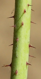 Tiges bisannuelles, munies, la première année, d’aiguillons rougeâtres.