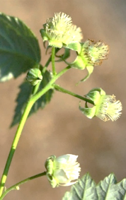 Inflorescences : petites panicules terminales ou latérales, sur les tiges de deux ans.