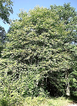 Grand arbre (macrophanérophyte) à feuilles caduques, haut de 25 – 35 m. Houppier ample, arrondi.