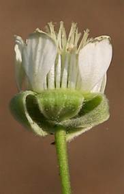 Fleurs hermaphrodites régulières, petites (Ø: 1 cm), à cinq sépales triangulaires feutrés, finalement retournés, à cinq pétales blancs longs de 5 – 7 mm, dressés puis étalés. Étamines et carpelles nombreux.