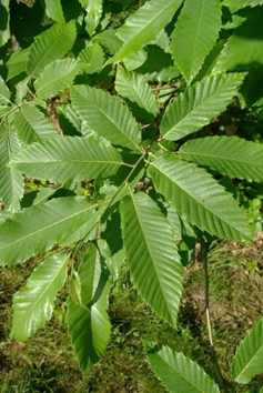 Feuilles entières, alternes, lancéolées, grandes (L: 10 – 20 cm).