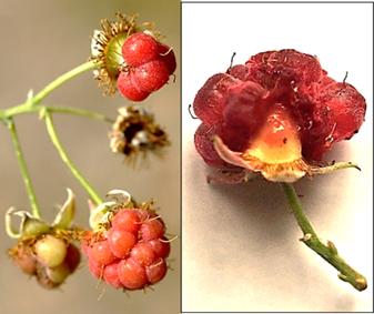 Fruits (framboises): drupéoles agglomérées, rouges, facilement détachables du réceptacle conique (à droite).