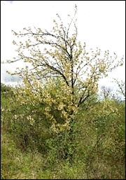 Arbre (mésophanérophyte) à feuilles caduques, haut de 3 – 6 m, à ramure oblique, drageonnant facilement.
© Rémy DUPRÉ