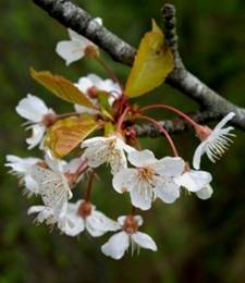 Inflorescences : faisceaux de 2 – 4 fleurs, entourés de bractées foliacées (voir 6 a).
© Rémy DUPRÉ