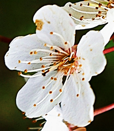 Fleurs à cinq pétales orbiculaires blancs, de 1 – 1,5 cm de diamètre. Étamines nombreuses. Long pédoncule.
© Rémy DUPRÉ