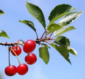 Fruits (griottes): drupes globuleuses, rouges, molles, à pédicelles plus courts que chez le Merisier.
© Rémy DUPRÉ
