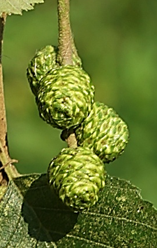 Inflorescences mâles de l’année N.