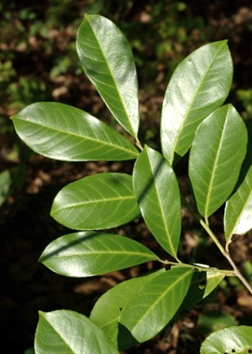Feuilles entières, alternes, grandes (L: 12 – 15 cm).