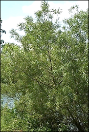 Arbuste (microphanérophyte) à feuilles caduques, haut de 3 – 8 m.