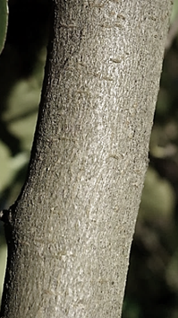 Écorce âgée lisse, gris foncé.