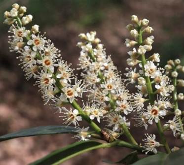 Inflorescences : longues grappes (L: 10 – 15 cm), pédonculées, dressées à l’aisselle des feuilles de l’année précédente.