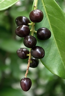 Fruits : petites drupes ovoïdes (Ø: 7 – 10 mm), devenant noires à maturité.