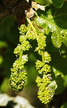 Grand arbre (macrophanérophyte) à feuilles caduques, haut de 25 – 30 m. Houppier irrégulier, à branches sinueuses.