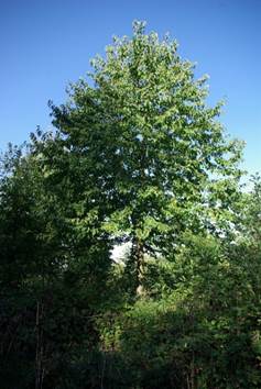 Arbre (mésophanérophyte) à feuilles caduques, haut de 15 – 25 m. Houppier pyramidal.