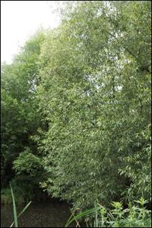 Arbre (mésophanérophyte) à feuilles caduques, haut de 7 – 25 m.