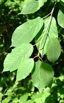 Feuilles entières, alternes, glabres, d’un vert mat.