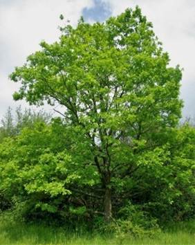 Arbre (mésophanérophyte) à feuilles caduques, haut de 7 – 15 m. Houppier ample et clair. Branches sinueuses.