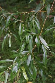 Rameaux vert olive, insérés presque à angle droit, cassants très facilement à la base (d’où le nom).