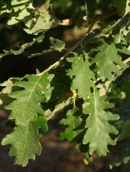 Feuilles entières, alternes, assez petites (L: 7 – 10 cm).