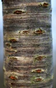 Bourgeons ovoïdes aigus, brun rouge, par 2 – 5 à l’extrémité des rameaux. Jeunes rameaux luisants, recouverts, au début, d’une pellicule blanchâtre.