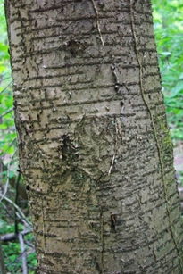 Écorce jeune lisse, gris satiné.